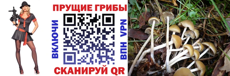 Псилоцибиновые грибы прущие грибы  Южа 